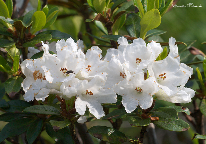 Rhododendron ferrugineum bianco